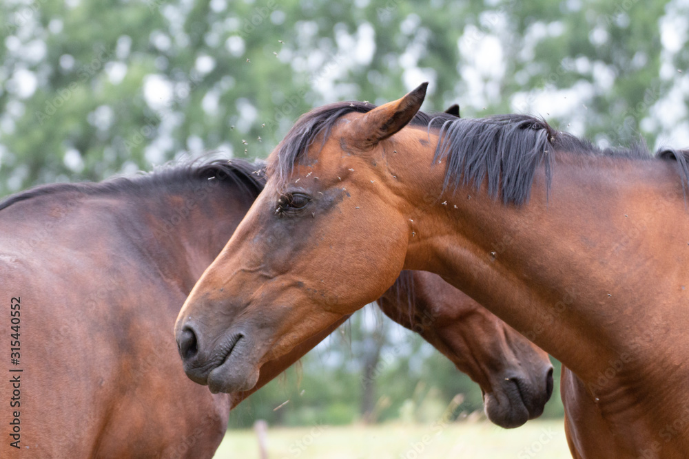 Fototapeta premium Cheval