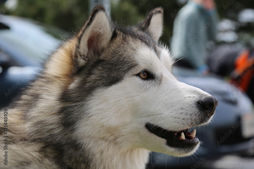 Fototapeta premium husky derp face