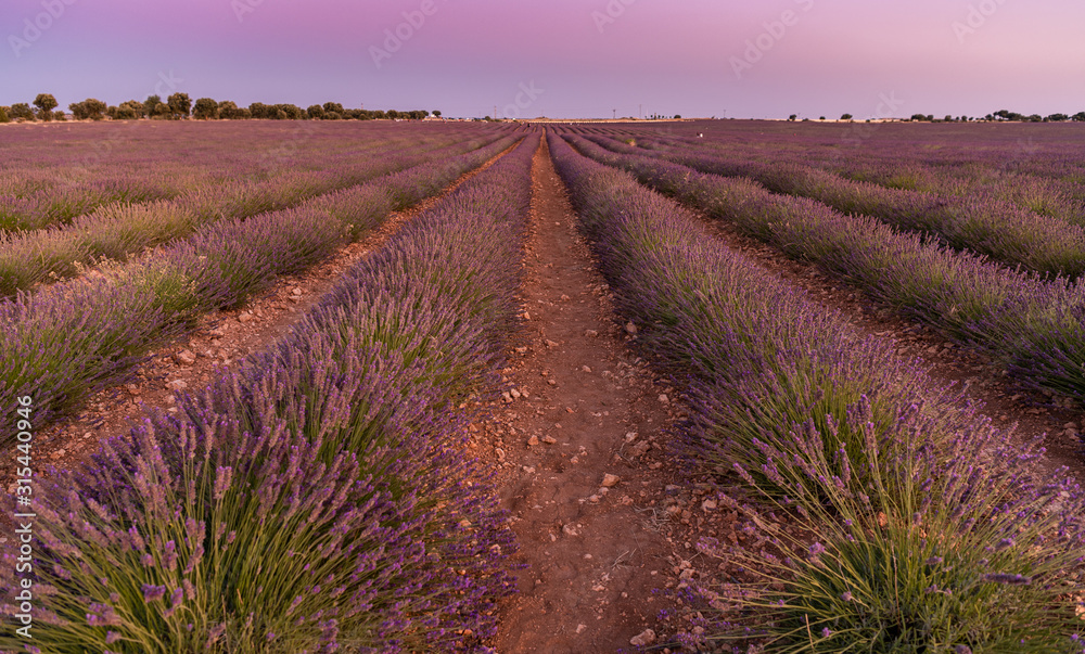 Fototapeta premium Puesta de Sol en los campos de Lavanda de Brihuega