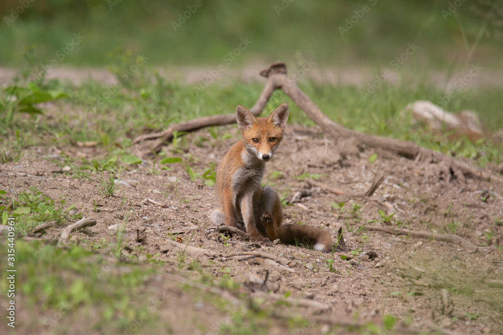 Renard assis Renard assis