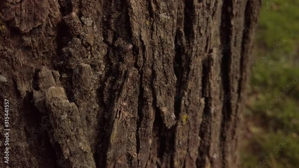 Pill bug crawling on tree, camouflaged on brown bark, Slowmo Closeup Pill bug crawling on tree, camouflaged on brown bark, Slowmo Closeup