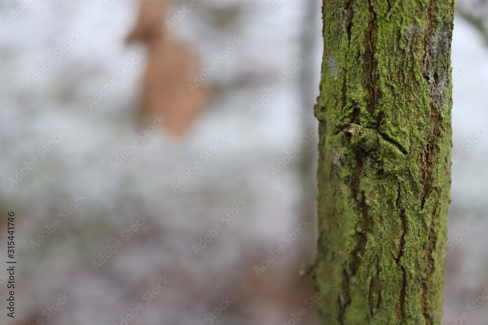 Green tree trunk on a forest background Green tree trunk on a forest background