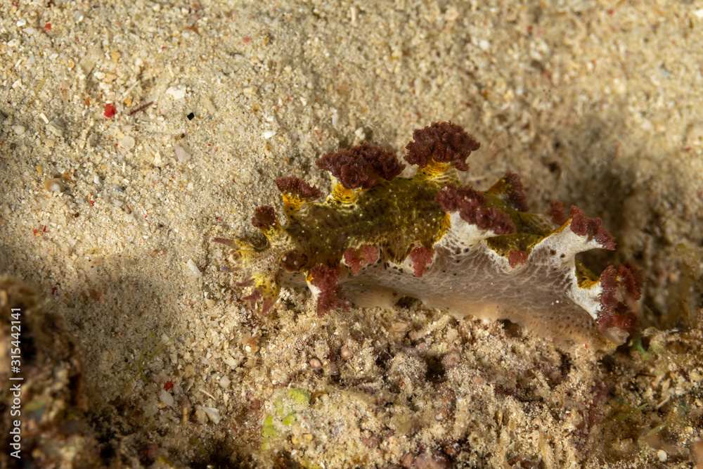 The most beautiful underwater snails of the Indian and Pacific Ocean The most beautiful underwater snails of the Indian and Pacific Ocean