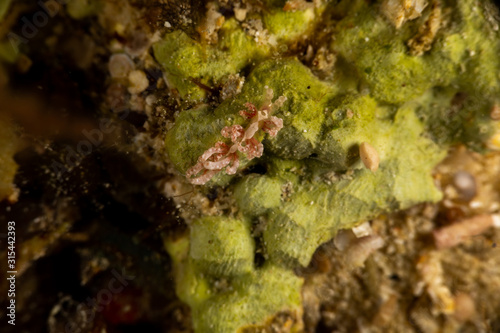 The most beautiful underwater snails of the Indian and Pacific Ocean