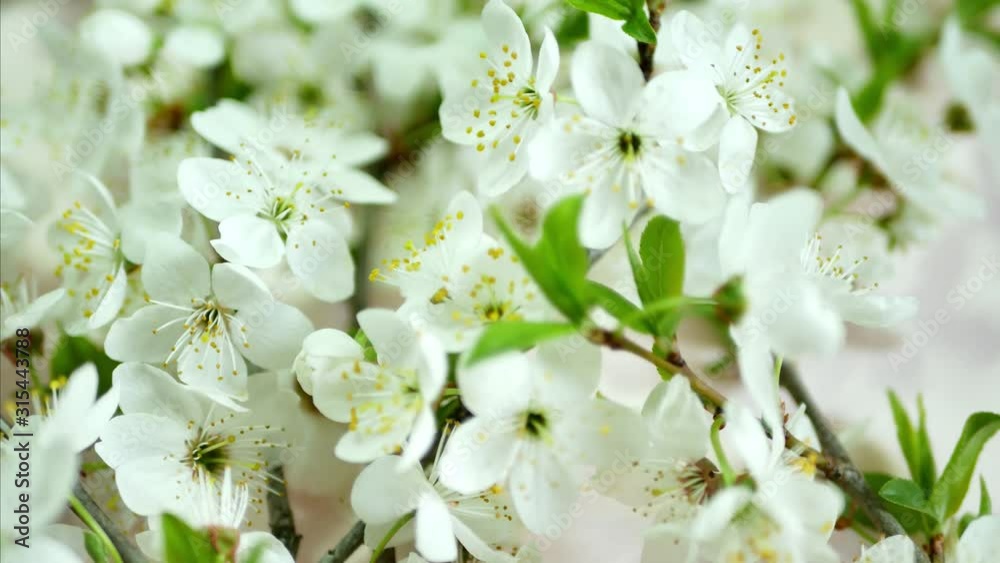 Spring Cherry Blossoms with green leaves on white background Spring Cherry Blossoms with green leaves on white background