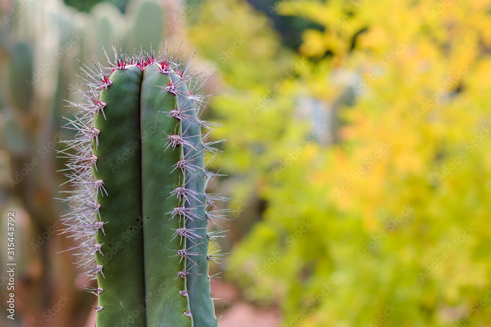 Naklejka premium Cactus with Red Thorns