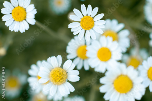 Abstract background from flowers  camomiles in the field. Bokeh