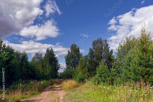 Summer meadow landscape with tall blooming wild herbs on a background of forest and blue sky.