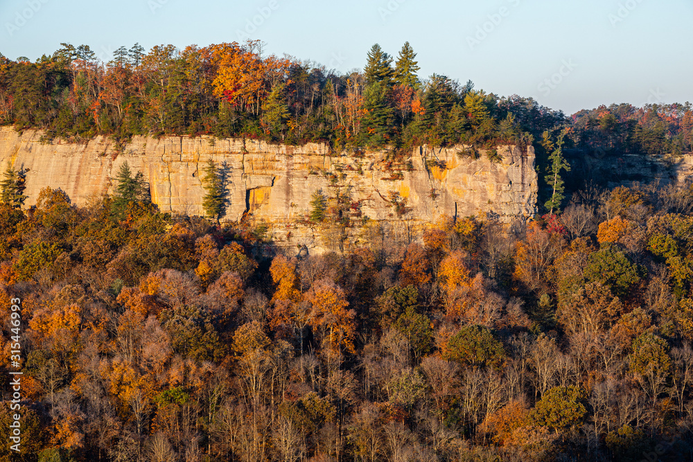 Fototapeta premium Rock in Forest