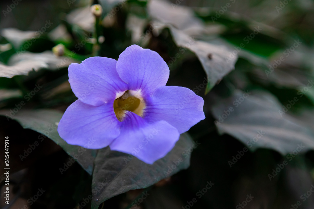 Close up, Beautiful purple Bengal Trumpet or Thunbergia grandiflora decorate. Close up, Beautiful purple Bengal Trumpet or Thunbergia grandiflora decorate.
