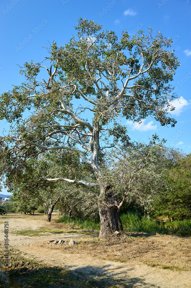 Big beautiful poplar. The tree blossoming in the spring, Crimea