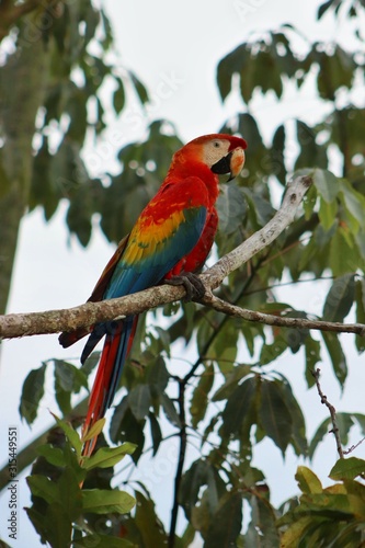 Guacamaya amazónica rojo y azul