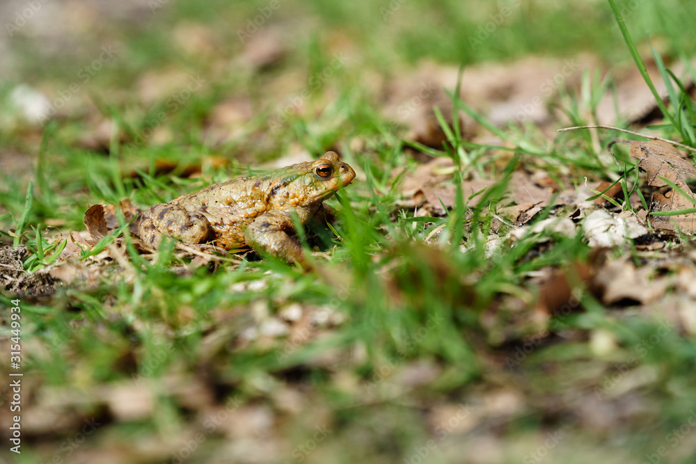 Common toad (European toad) hiding in green grass during the annual toad migration season in Germany in March and June-August. Concept of threatened animals, animal welfare. Common toad (European toad) hiding in green grass during the annual toad migration season in Germany in March and June-August. Concept of threatened animals, animal welfare.