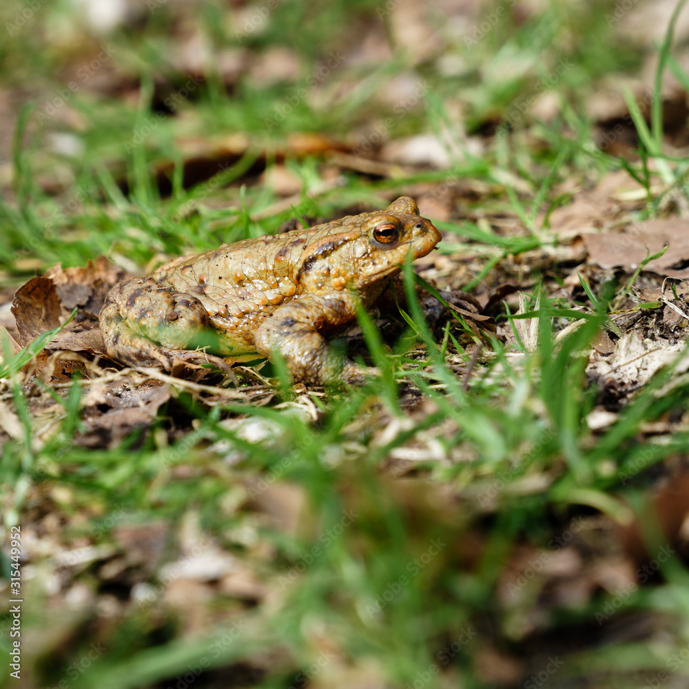 Common toad (European toad) hiding in green grass during the annual toad migration season in Germany in March and June-August. Concept of threatened animals, animal welfare. Common toad (European toad) hiding in green grass during the annual toad migration season in Germany in March and June-August. Concept of threatened animals, animal welfare.