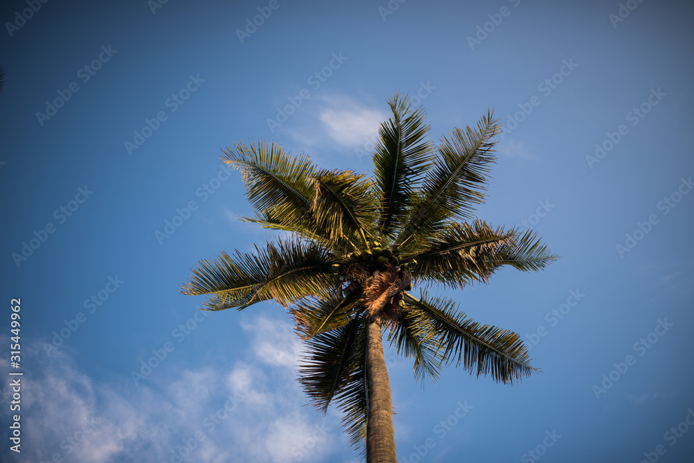 Obraz premium coconut tree