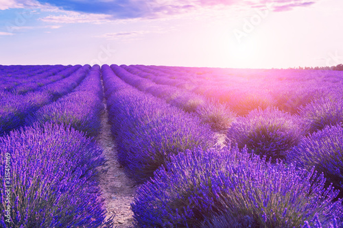 Lavender flowers at sunset in Provence  France. Beautiful summer landscape