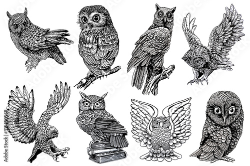 Wallpaper Mural Graphical sketch of owls isolated on white background,jpg illustration,night bird  Torontodigital.ca