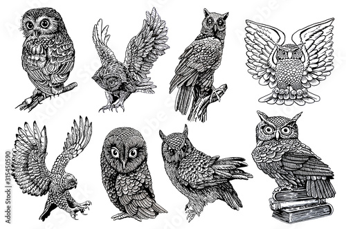 Wallpaper Mural Graphical sketch of owls isolated on white background,jpg illustration,night bird  Torontodigital.ca