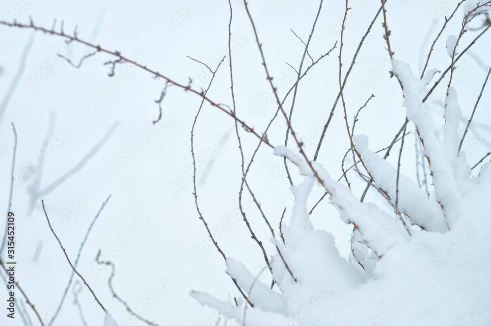 Wild beauty of the winter nature of rural Russian remote places. Bushes shrubs branches in the snow