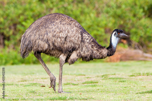 Wilsons Promontory National Park, Australia, Victoria- MARCH 2016: Emu (Dromaius novaehollandiae) grazing in the Australian bush. 