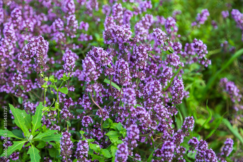 Beautiful background with pink flowering thyme Beautiful background with pink flowering thyme