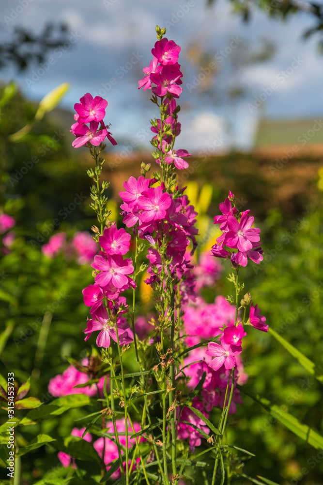 Obraz premium Blooming cultivar dwarf checkerbloom (Sidalcea malviflora 'Party Girl') in the summer garden