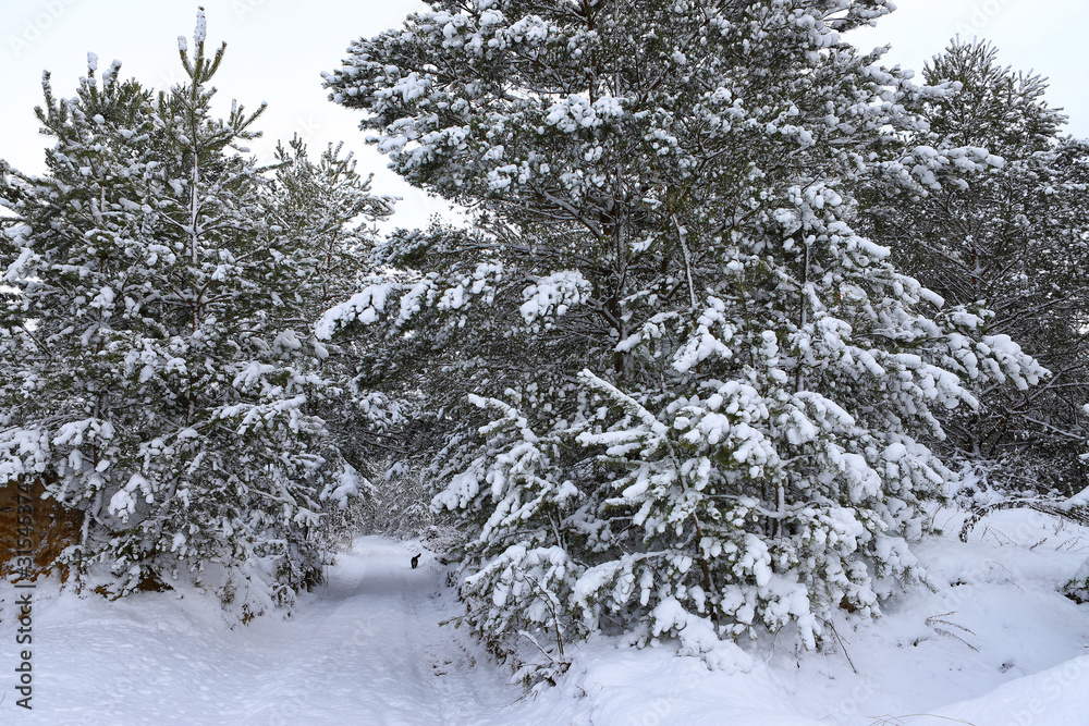 Frosty day in the snow coniferous forest. The first winter snow. Wonderful winter wallpapers. Christmas holiday concept. Happy New Year! Discover the beauty of the earth. Frosty day in the snow coniferous forest. The first winter snow. Wonderful winter wallpapers. Christmas holiday concept. Happy New Year! Discover the beauty of the earth.