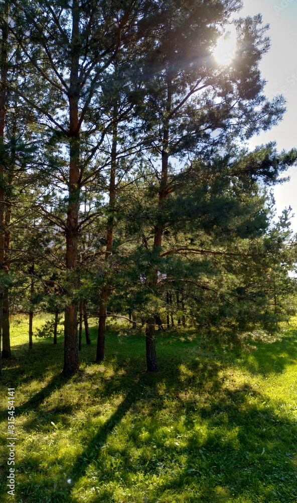 Fototapeta premium trees in the park