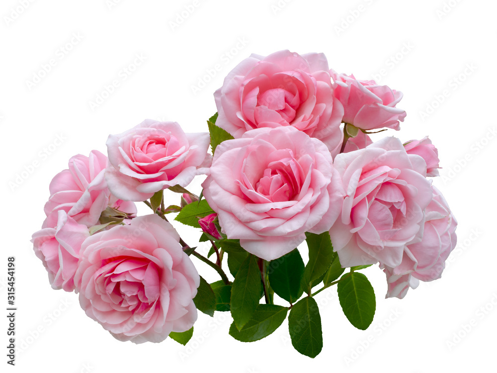 Pink rose flowers arrangement isolated on white background Pink rose flowers arrangement isolated on white background