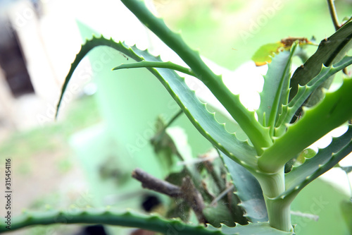 Aloe vera is a type of plant that has been known for thousands of years and is used as a hair fertilizer  wound healing  and for skin care. Aloe vera on a green background.