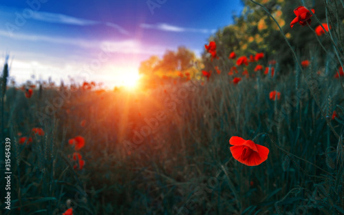 wild pink flowers poppies in the field at sunset