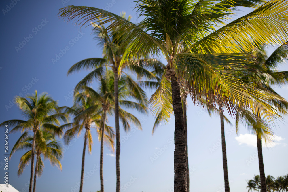 Obraz premium palm trees miami beach