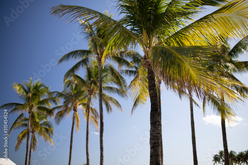 palm trees miami beach