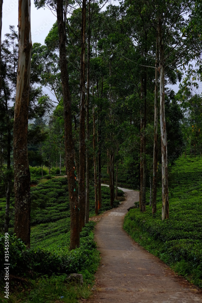 the path in amongst the tea plantations in Sri Lanka the path in amongst the tea plantations in Sri Lanka