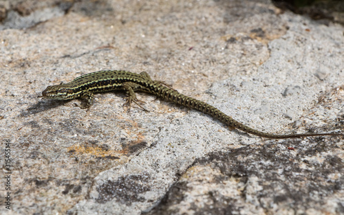 Common wall lizard on a wall in Brittany