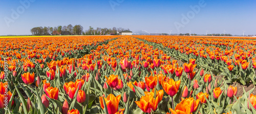 Panorama of orange tulips in Noordoostpolder, Holland