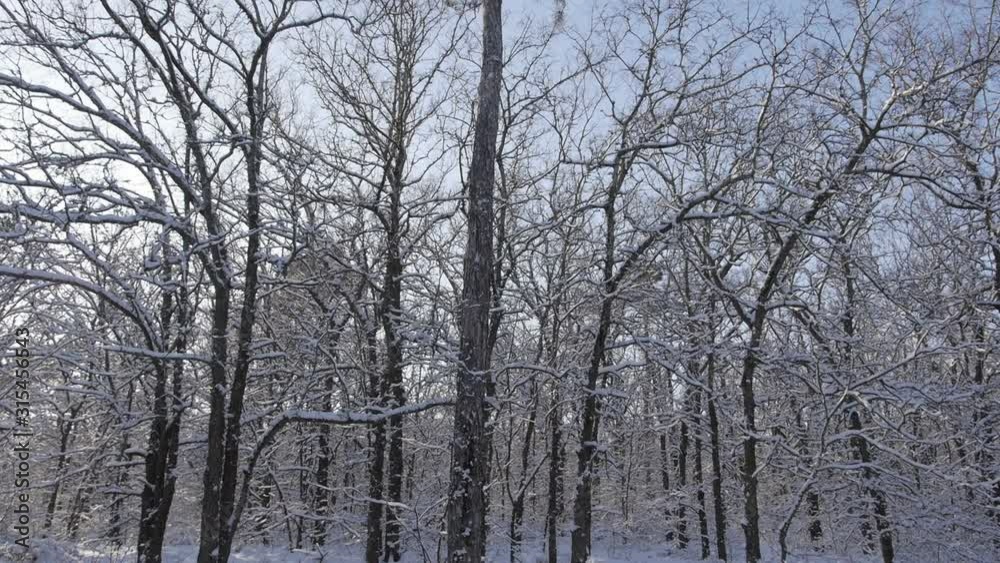Bottom-Up Of Winter Forest . Winter Landscape. Bottom-Up Of Winter Forest . Winter Landscape.