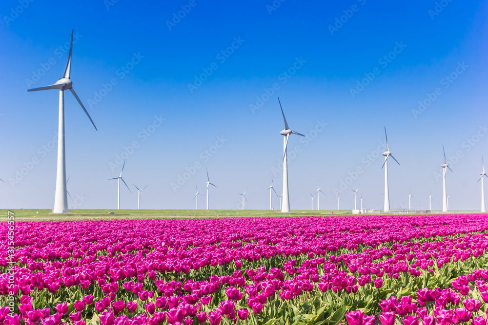 Wind turbines and purple tulips in Noordoostpolder, Holland