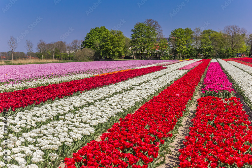 Field of colorful dutch tulips in the springtime in Holland