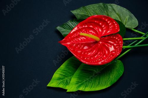 top view red Anthurium flower on a black background with copy space photo