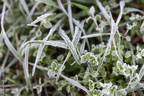 frozen grass meadow close-up