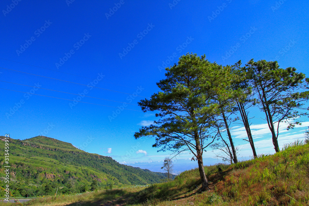 Obraz premium India, Forest, Backgrounds, Dirt, Nature