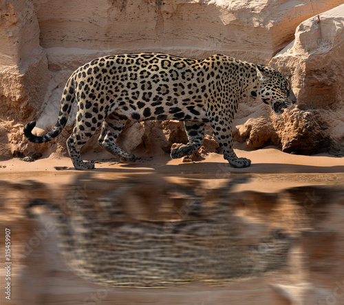 leopard of the river - pantanal
