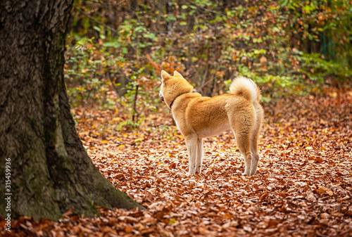 Nice young akita dog in the...
