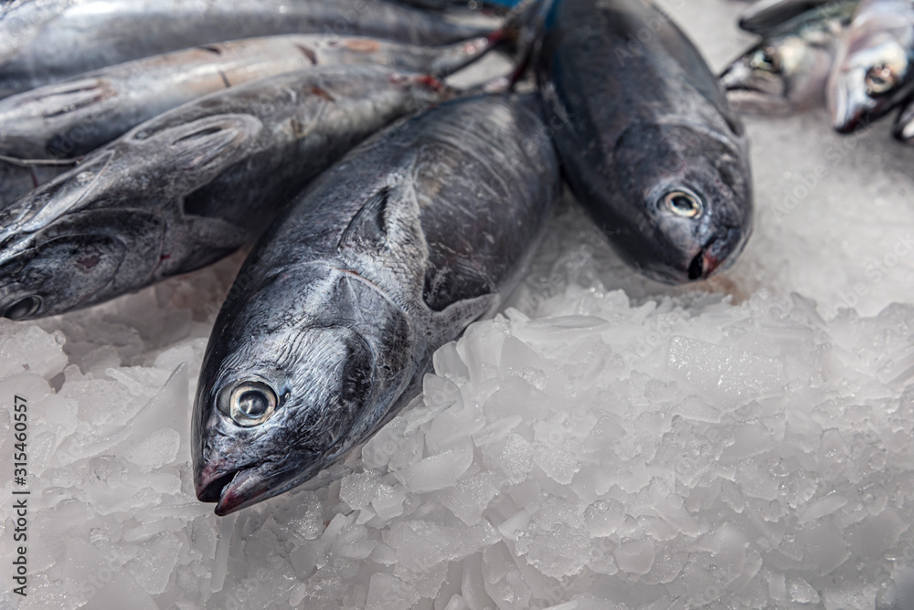 Spanish mackerel. Fresh Mediterranean fish kept on ice