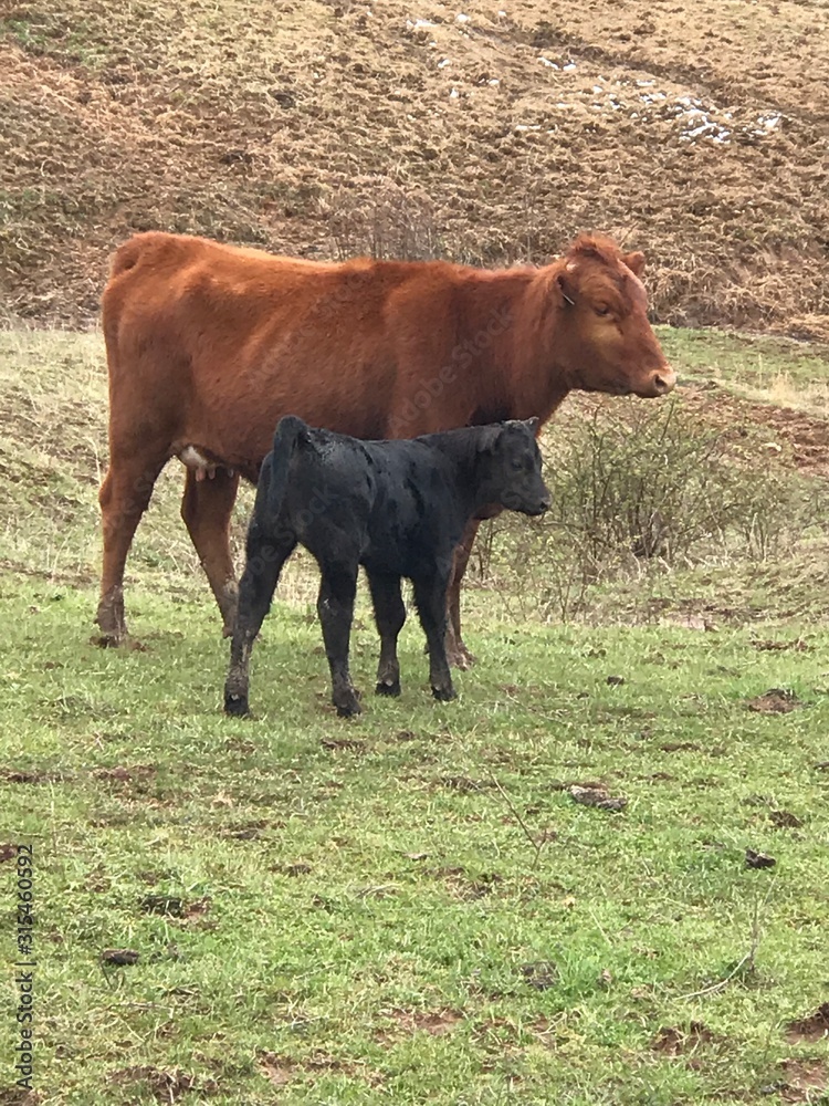 Fototapeta premium cow in a field
