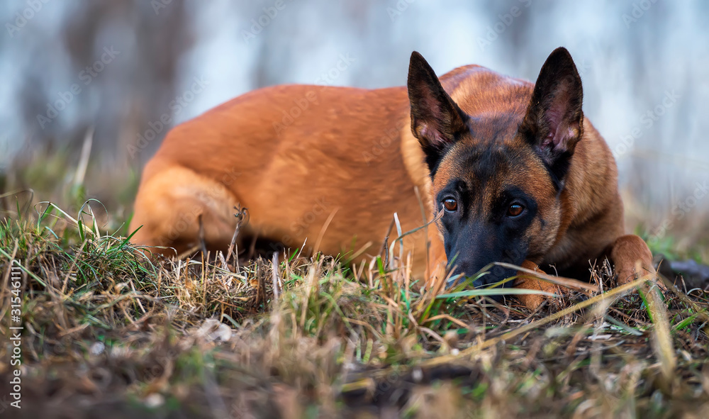 Belgian shepherd malinois lying on grass Belgian shepherd malinois lying on grass