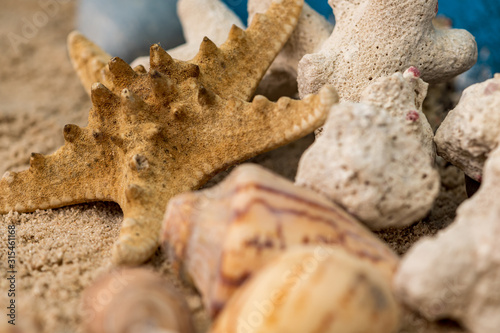  snails, rocks next to a starfish in sand and water