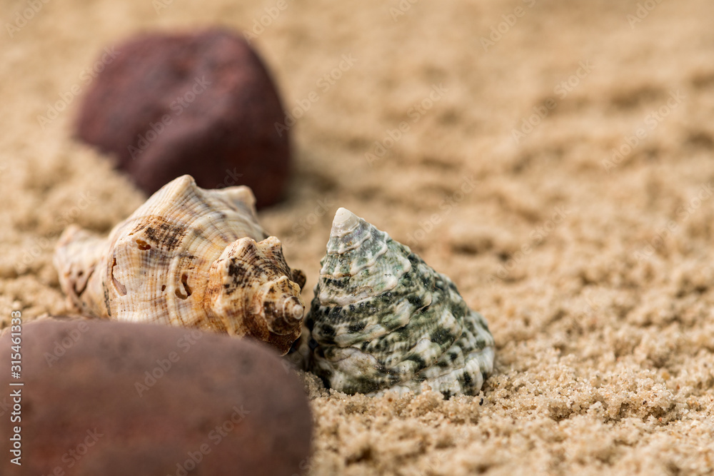  snails, rocks next to a starfish in sand and water