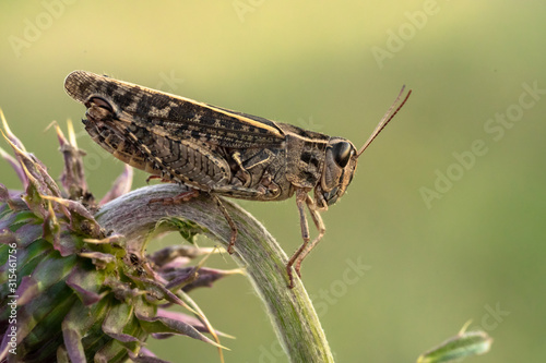 The Italian locust Calliptamus italicus in Czech Republic photo